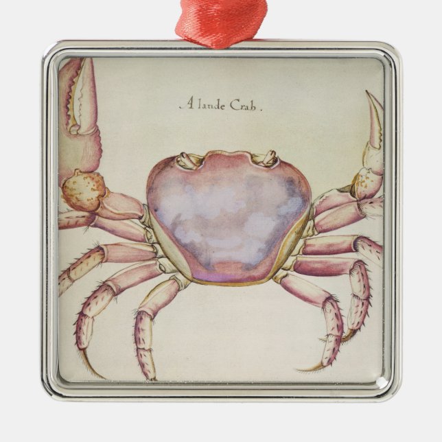 Land-Krabbe Silbernes Ornament (Vorne)