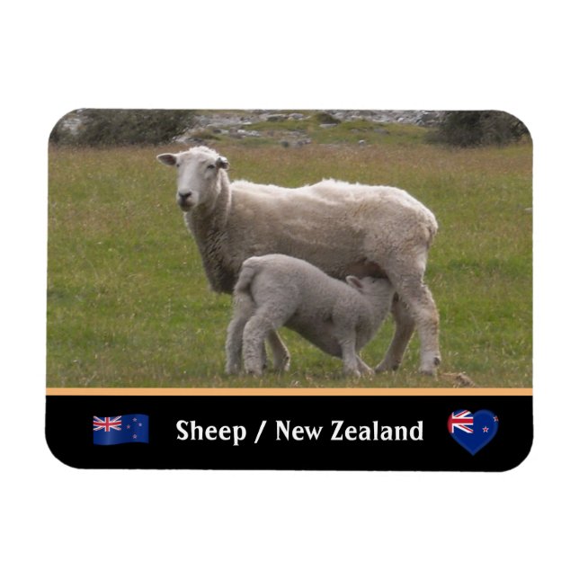 Land Lamb & Schafe / Neuseeland Magnet (Horizontal)