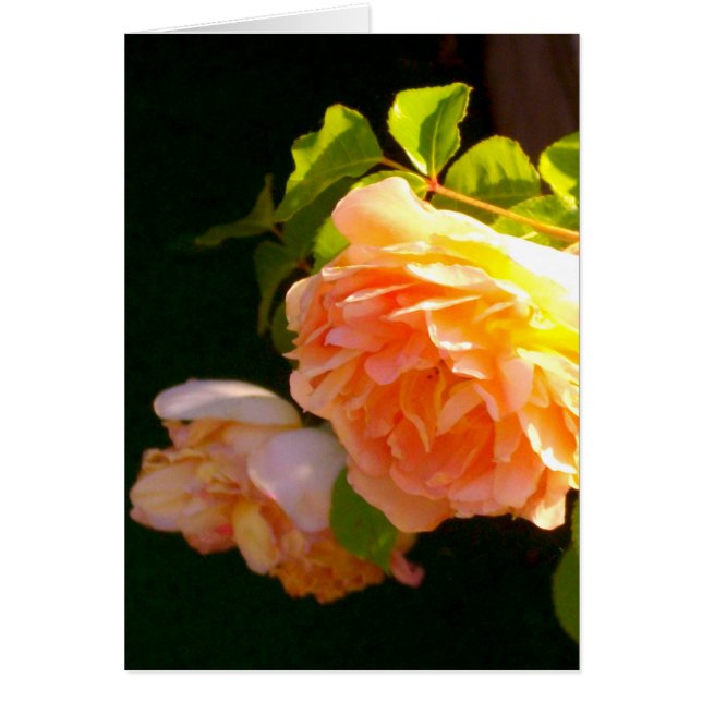 Land Peach-Rose (Vorne)