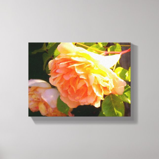 Land Peach-Rose Leinwanddruck (Vorderseite)