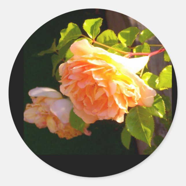Land Peach-Rose Runder Aufkleber (Vorderseite)