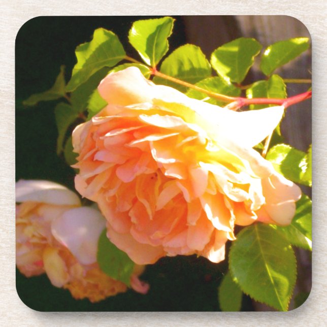 Land Peach-Rose Untersetzer (Vorderseite)