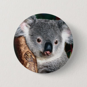 Land-Tier Koala-Bärn-Australiens Outback niedlich Button
