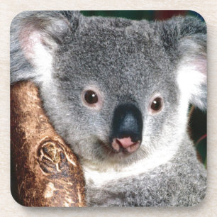 Land-Tier Koala-Bärn-Australiens Outback niedlich Getränkeuntersetzer