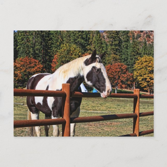 LÄNDERPFERD POSTKARTE (Vorderseite)