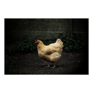 Landhähnchen Poster