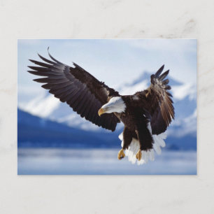 Landing Bald Eagle Postkarte