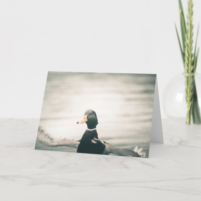 Landing Duck Nature Foto Card Karte (Vorderseite)