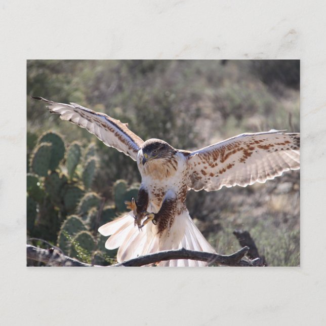Landing Ferruginous Hawk Postkarte (Vorderseite)