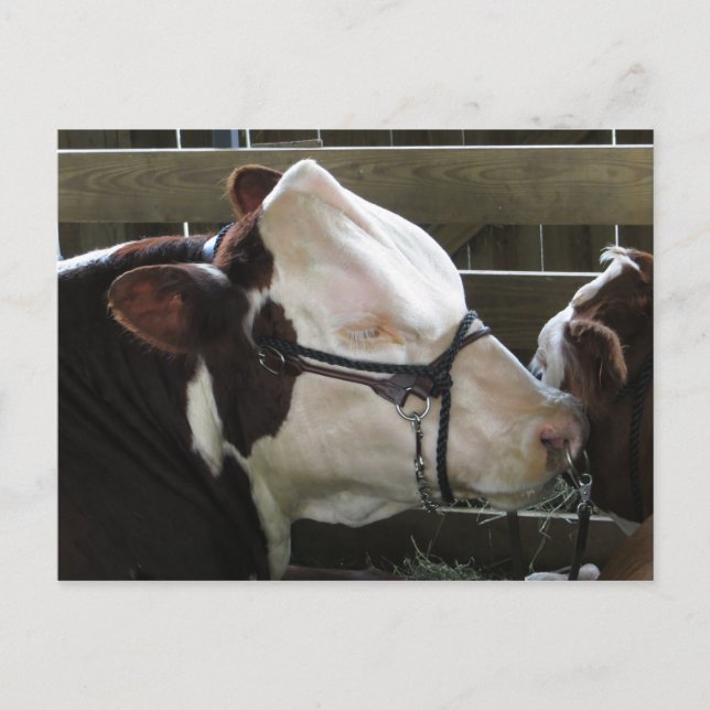 Landkreis Fair Cow Postkarte (Vorderseite)