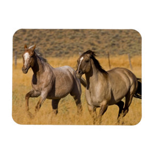 Landleben auf der Ponderosa Ranch Magnet