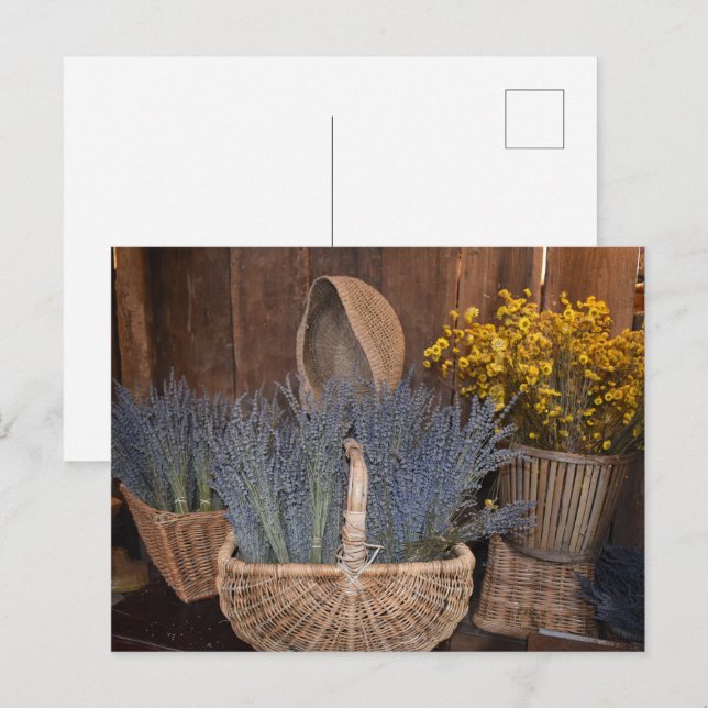 Ländliche Lavendelernte Postkarte (Vorne/Hinten)