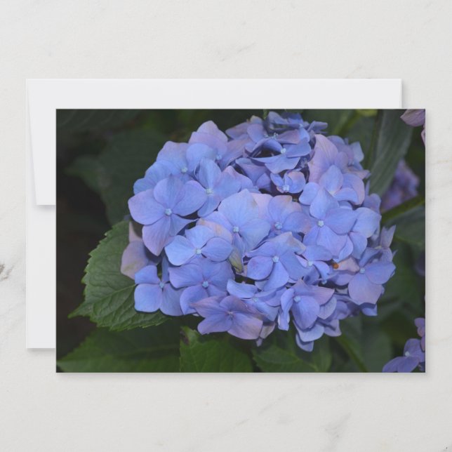Ländliche Violette Hydrangea macrophylla  Einladung (Vorderseite)