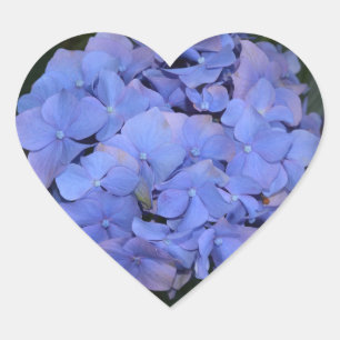 Ländliche Violette Hydrangea macrophylla  Herz-Aufkleber