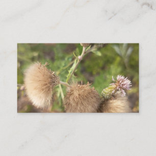 Ländliche Wilde Distel Botanische Visitenkarte