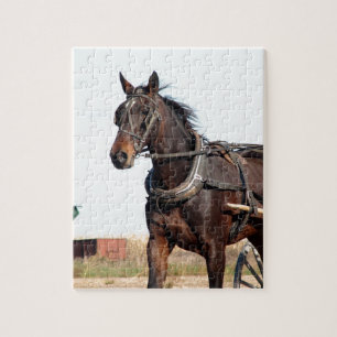 Ländliches Pferd und Buggy