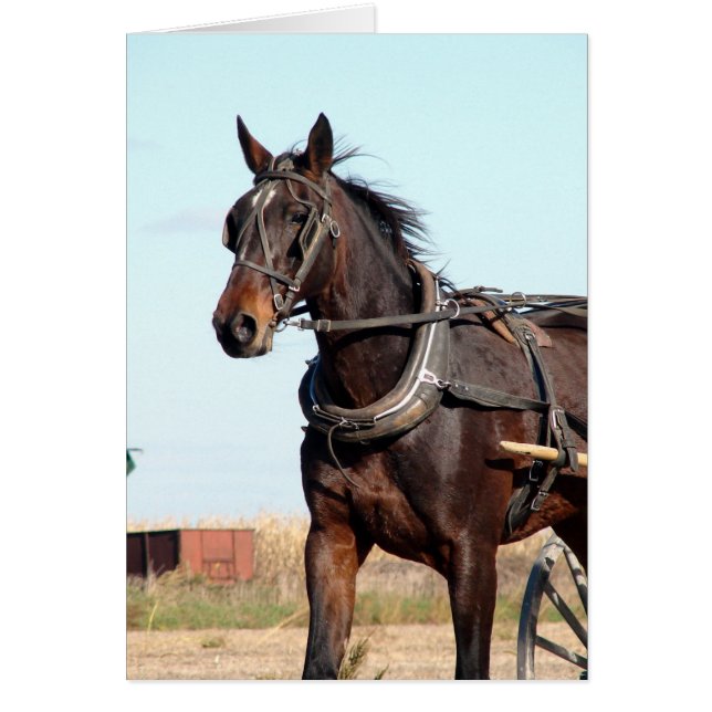 Ländliches Pferd und Buggy (Vorne)
