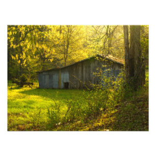Ländliches Tennessee-Frühlings-Morgen-Licht Fotodruck