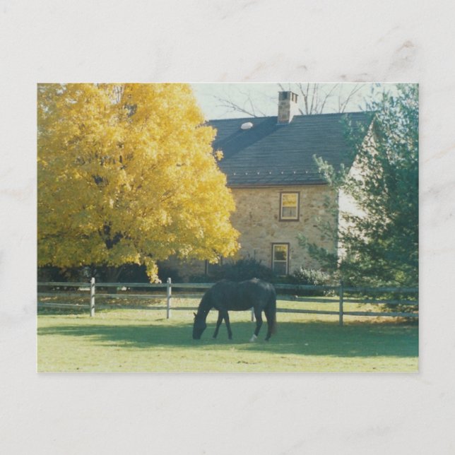 Landpferd - Postkarte (Vorderseite)