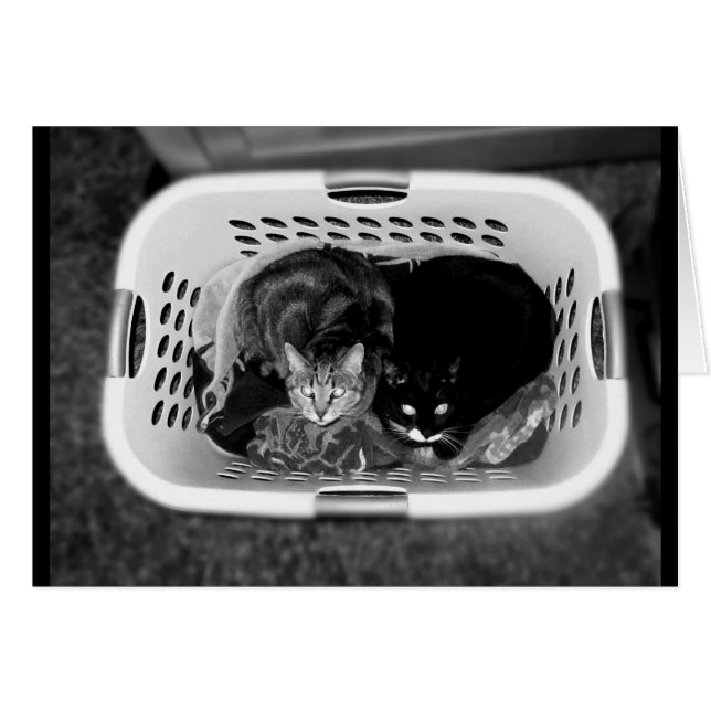 Landry Basket Kätzchen B+W (Vorderseite (Horizontal))