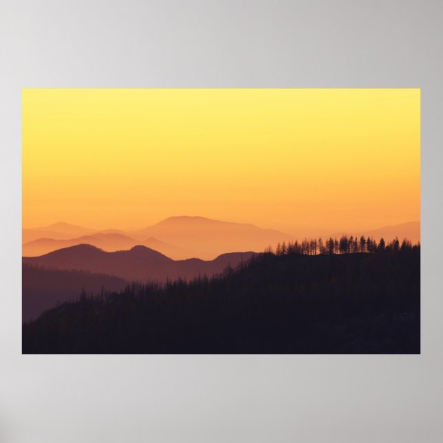LANDSCAPE PHOTO OF FOREST DURING GOLDEN HOUR POSTER (Vorne)