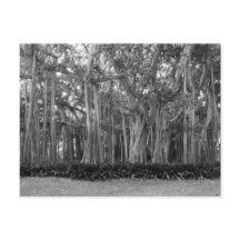 Landschaft Banyan Trees B&W Foto