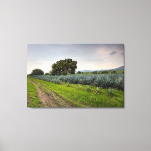 Landschaft der blauen Agave Leinwanddruck