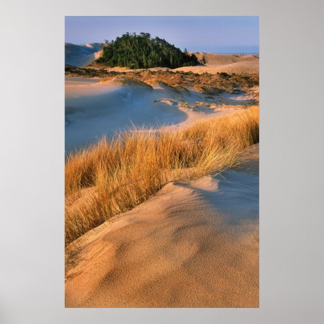 Landschaft der Dünen von Oregon Poster (Vorne)