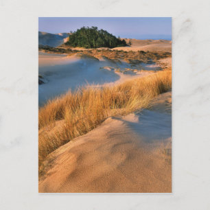 Landschaft der Dünen von Oregon Postkarte