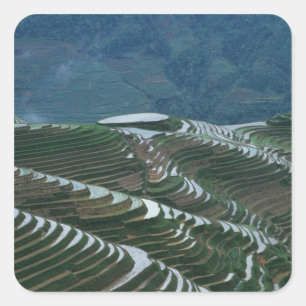 Landschaft der Reisterrassen im Berg, 2 Quadratischer Aufkleber
