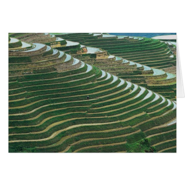 Landschaft der Reisterrassen im Berg, 3 (Vorderseite (Horizontal))