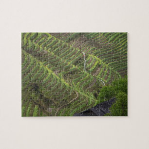 Landschaft der Reisterrassen im Gebirge,