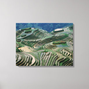 Landschaft der Reisterrassen im Gebirge, Leinwanddruck