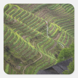Landschaft der Reisterrassen im Gebirge, Quadratischer Aufkleber