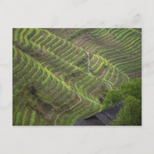 Landschaft der Reiterrassen im Berg, Postkarte