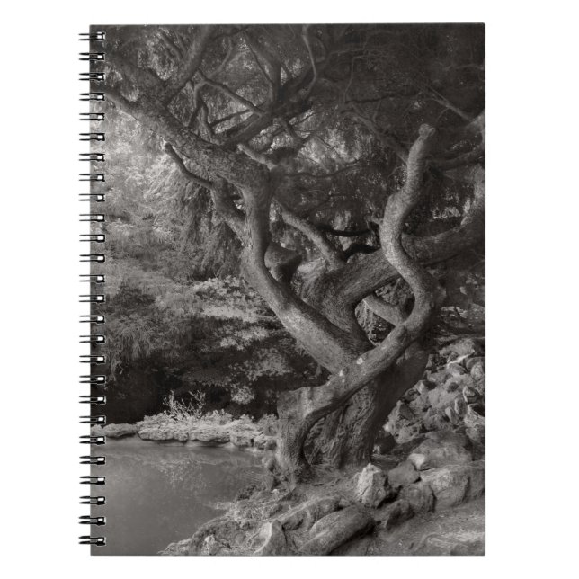Landschaft - Der verbotene Wald Notizblock (Vorderseite)