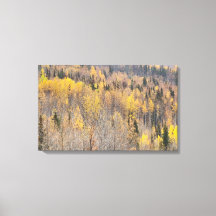 Landschaft Gelb Orange Alaska Herbstsonne Lavas Pr