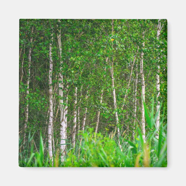 Landschaft Landschaft Birkenbäume Magnet (Vorne)