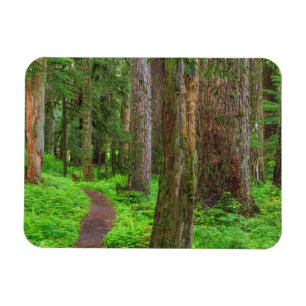 Landschaft mit altem Waldbestand Magnet