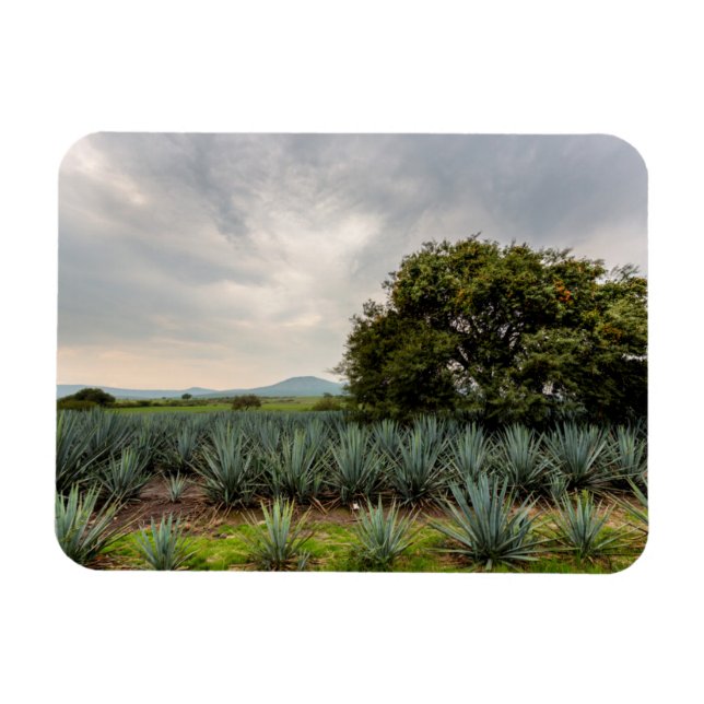 Landschaft mit Blue Agave Magnet (Horizontal)