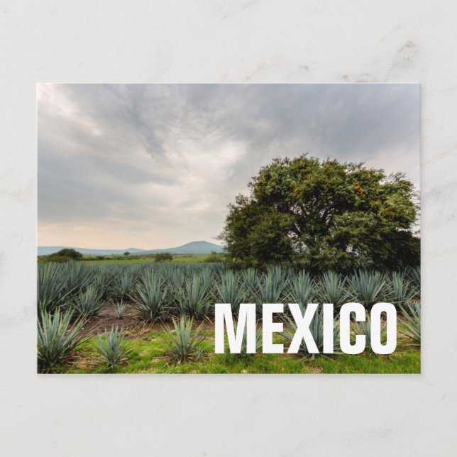 Landschaft mit Blue Agave Postkarte (Vorderseite)