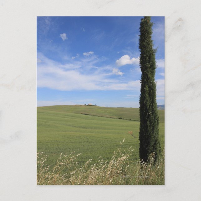 Landschaft mit Cypress Postkarte (Vorderseite)