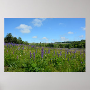 Landschaft mit Lupinen - Poster