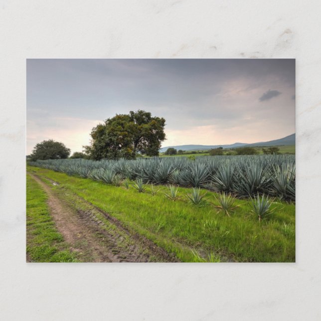 Landschaft von Blue Agave Postkarte (Vorderseite)