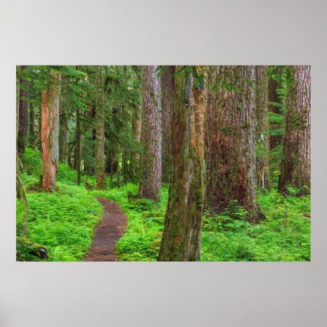 Landschaftliche des alten Waldes Poster (Vorne)