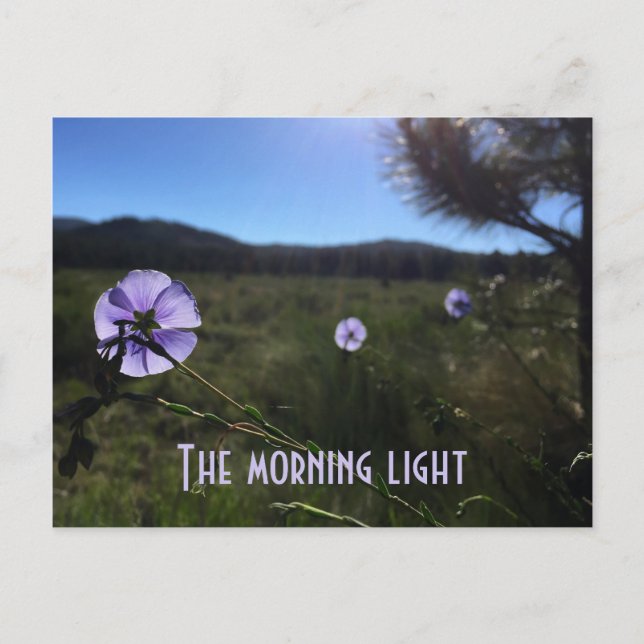 Landschaftliche Prairie Blue Flax Blume Miss You Postkarte (Vorderseite)