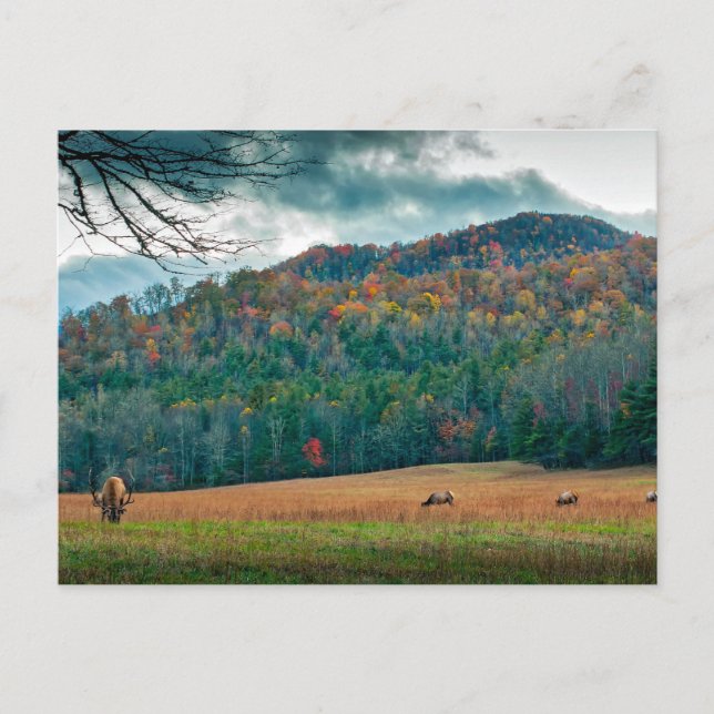 Landschaftliche Wiese North Carolina mit Elch Postkarte (Vorderseite)