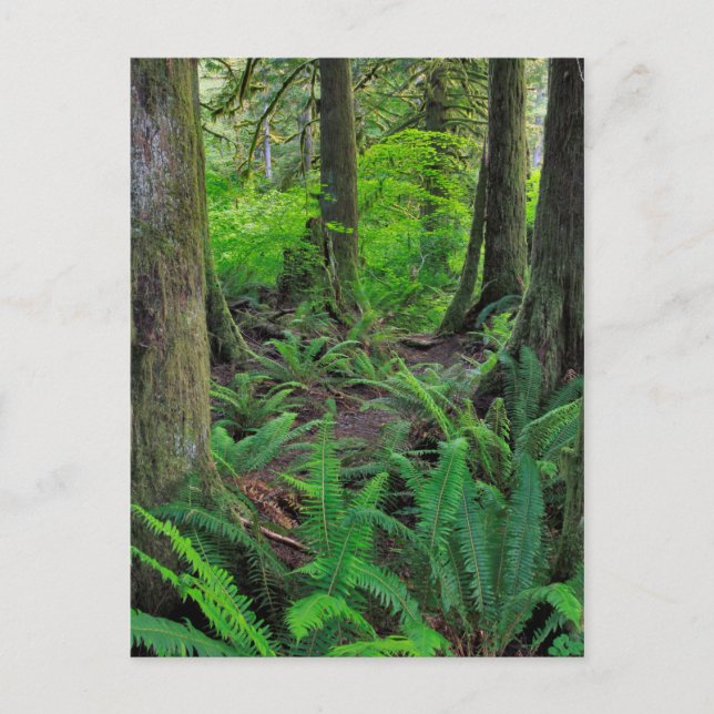 Landschaftlicher Grünwald Postkarte (Vorderseite)