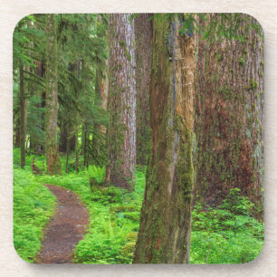 Landschaftlicher Wald Untersetzer