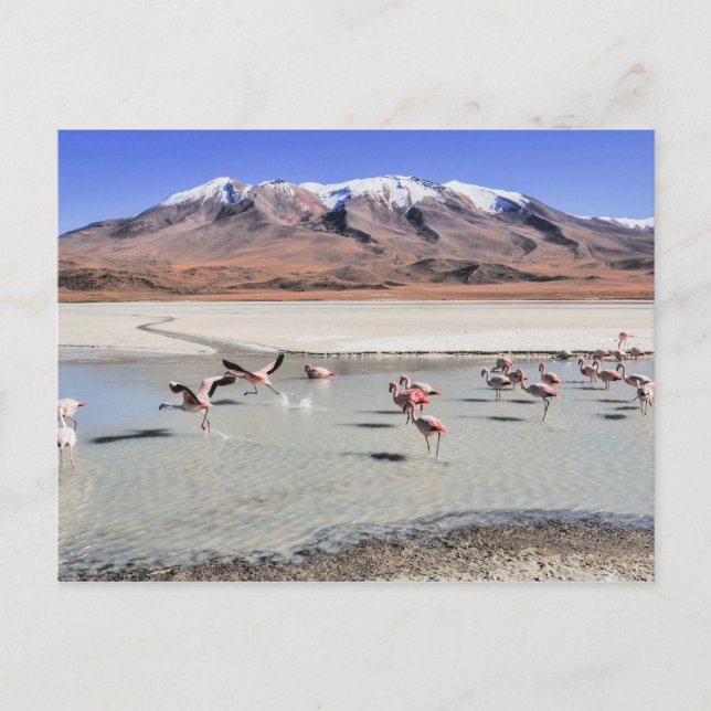 Landschaftsbild Bolivien mit Flamingos Postkarte (Vorderseite)